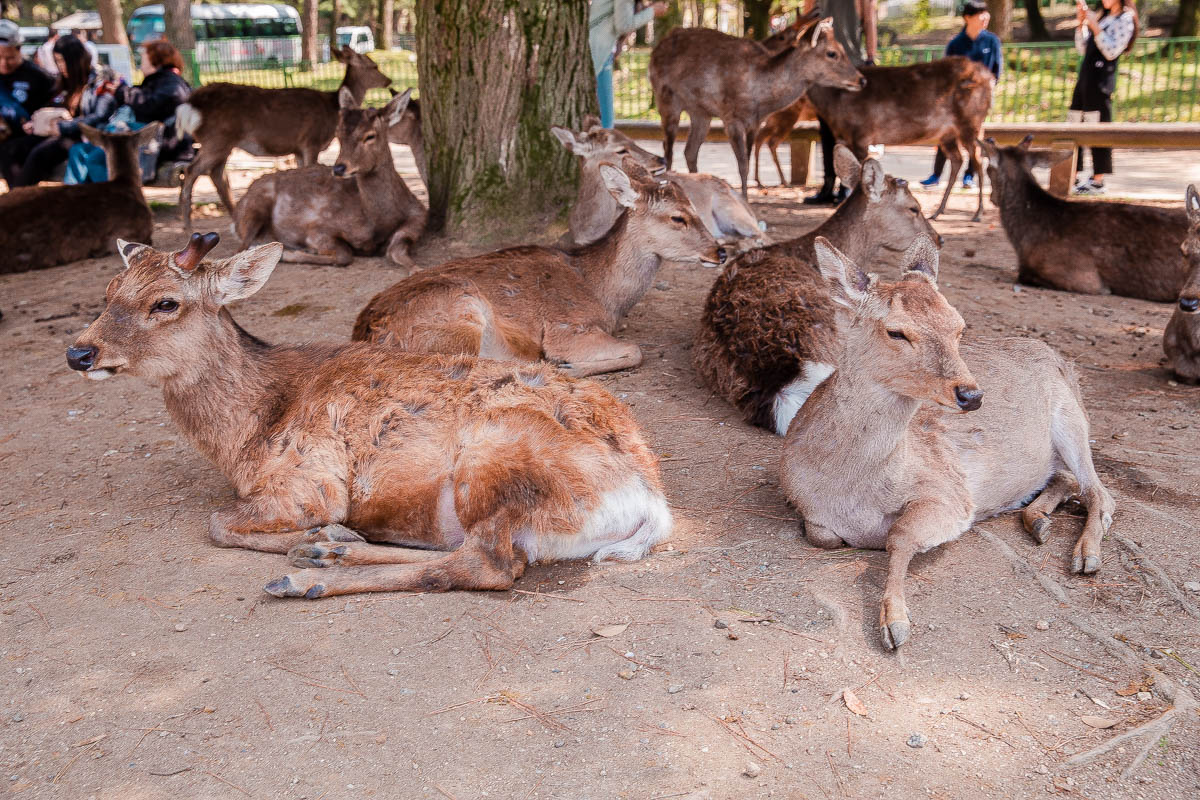 Nara Deer Park