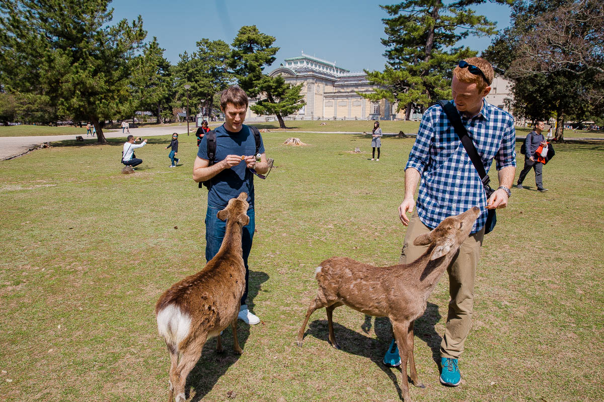 Nara Deer Park