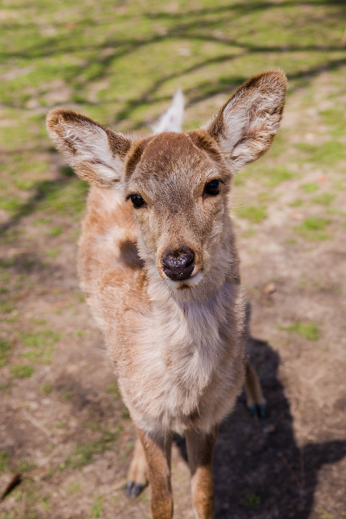 Nara Deer Park