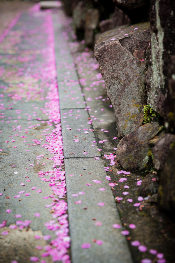 Cherry Blossom Petals