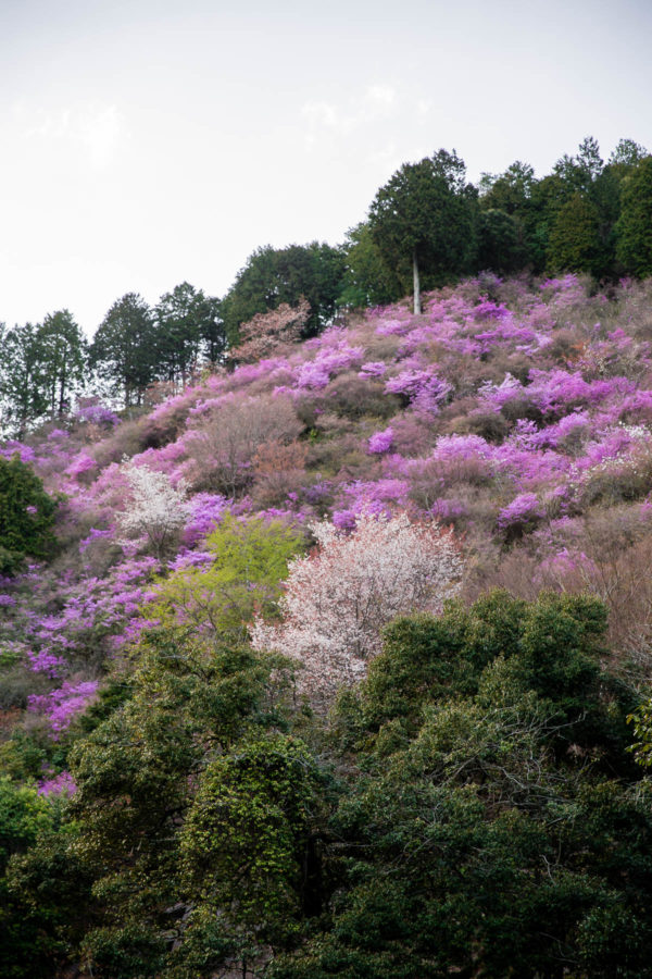 Cherry Blossom Mountain