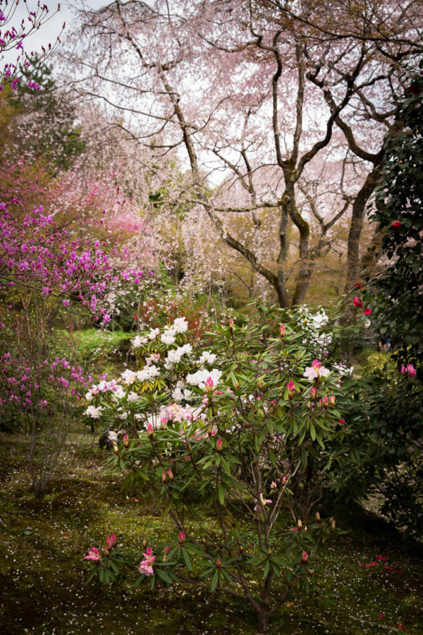 Japanese Garden