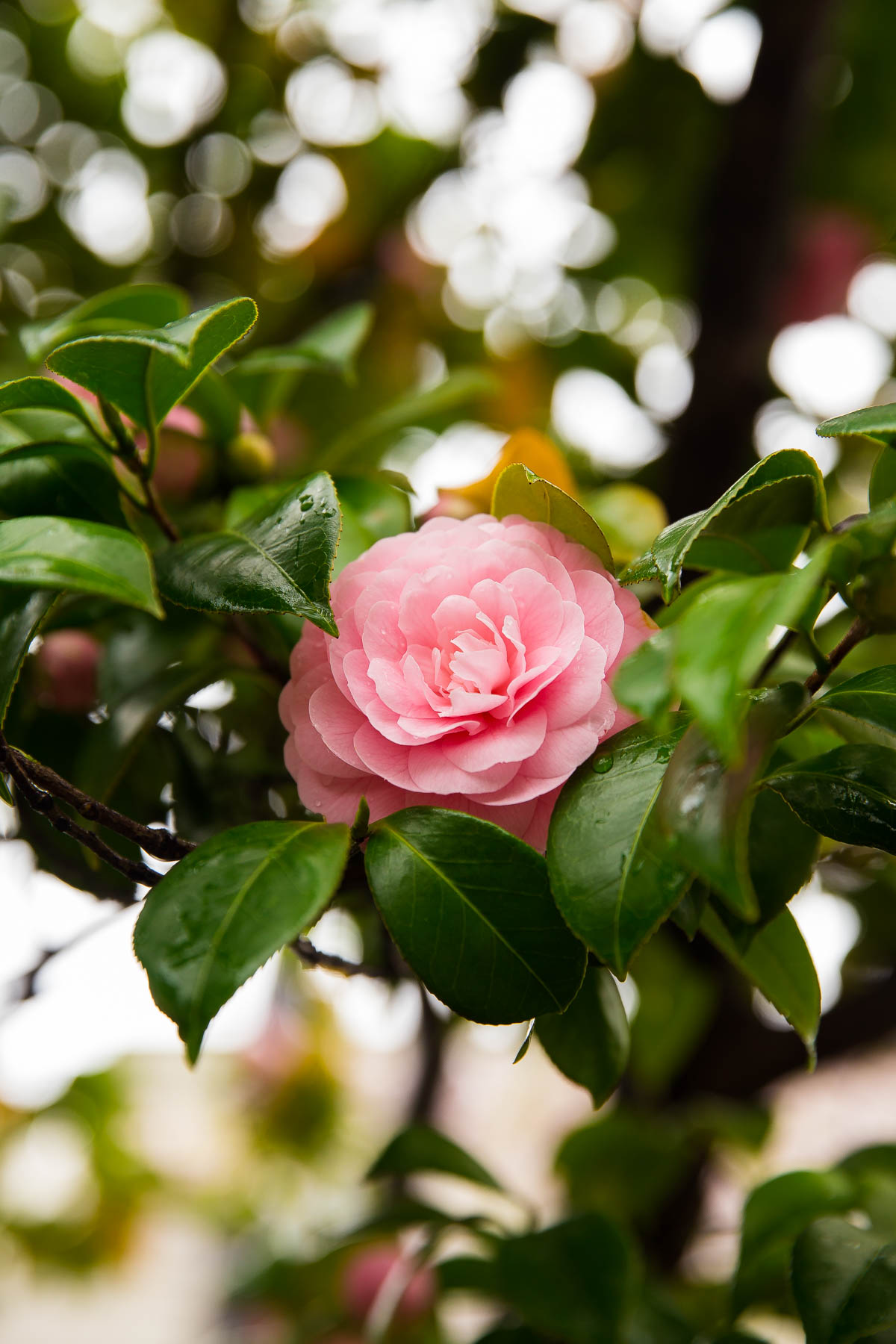 Japanese Camellias