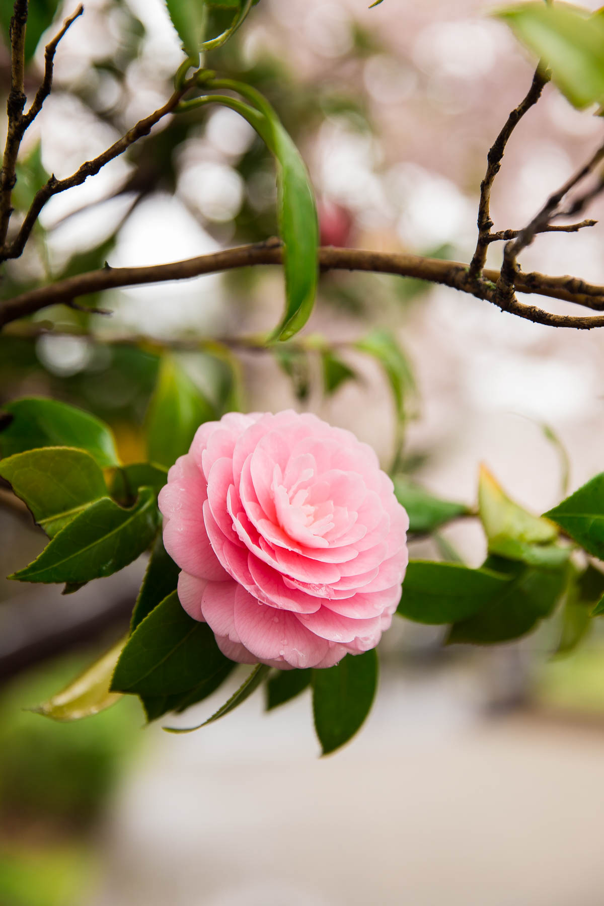 Japanese Camellias