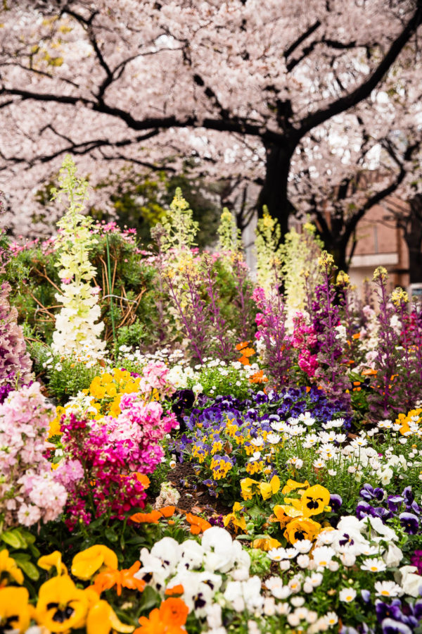 Tokyo Garden Flowers