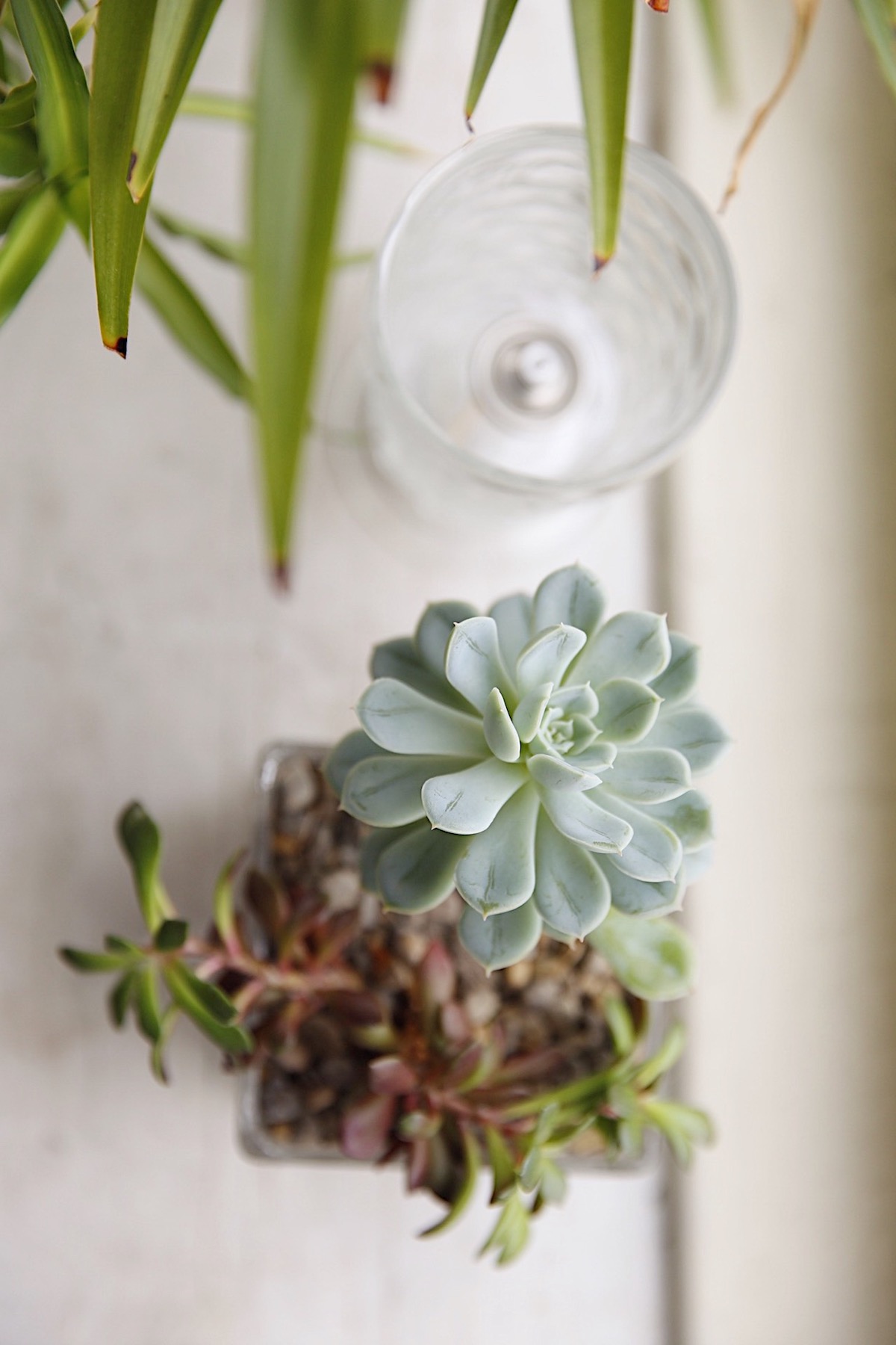 Succulent on Table