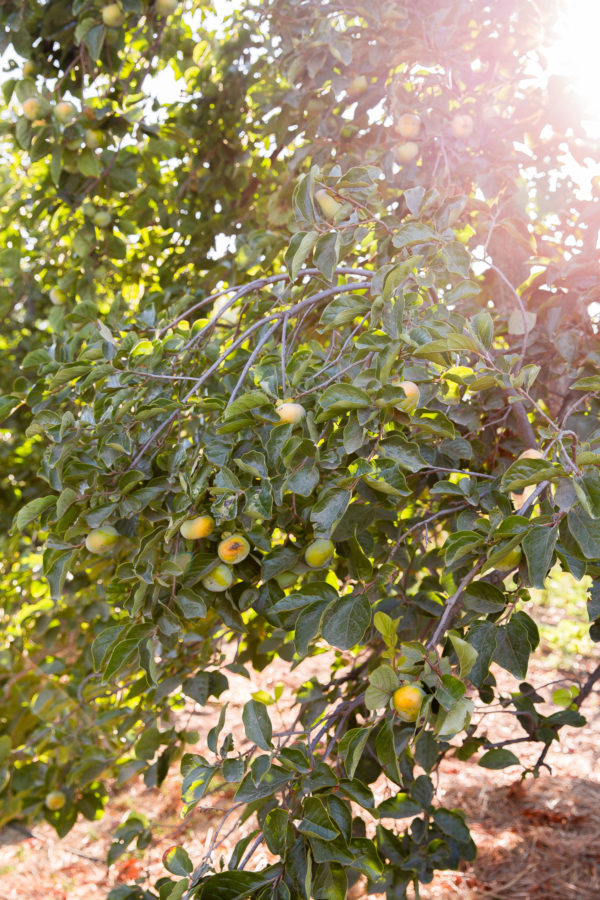 Rancho La Puerta Garden