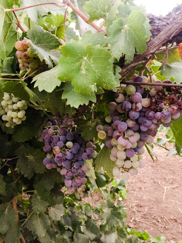 Rancho La Puerta Vineyard