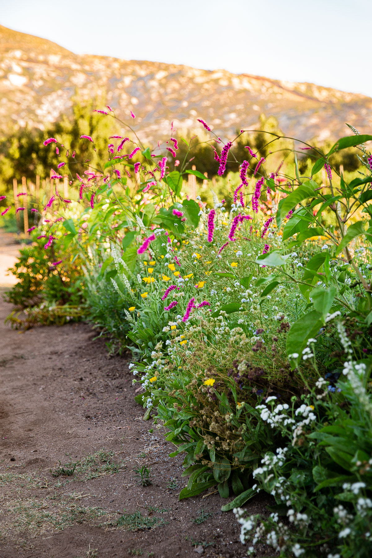 Rancho La Puerta Gardens