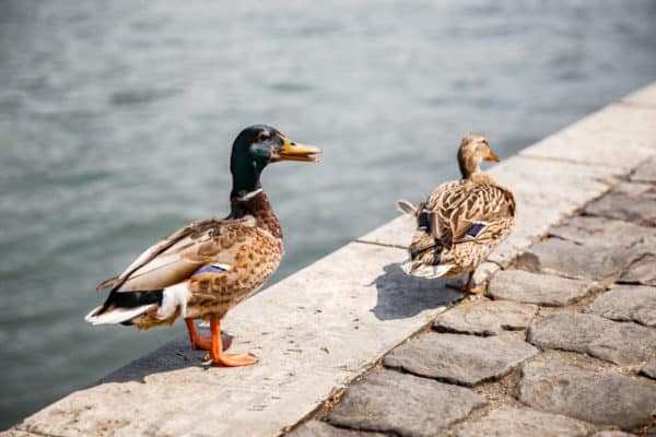 Ducks in Paris