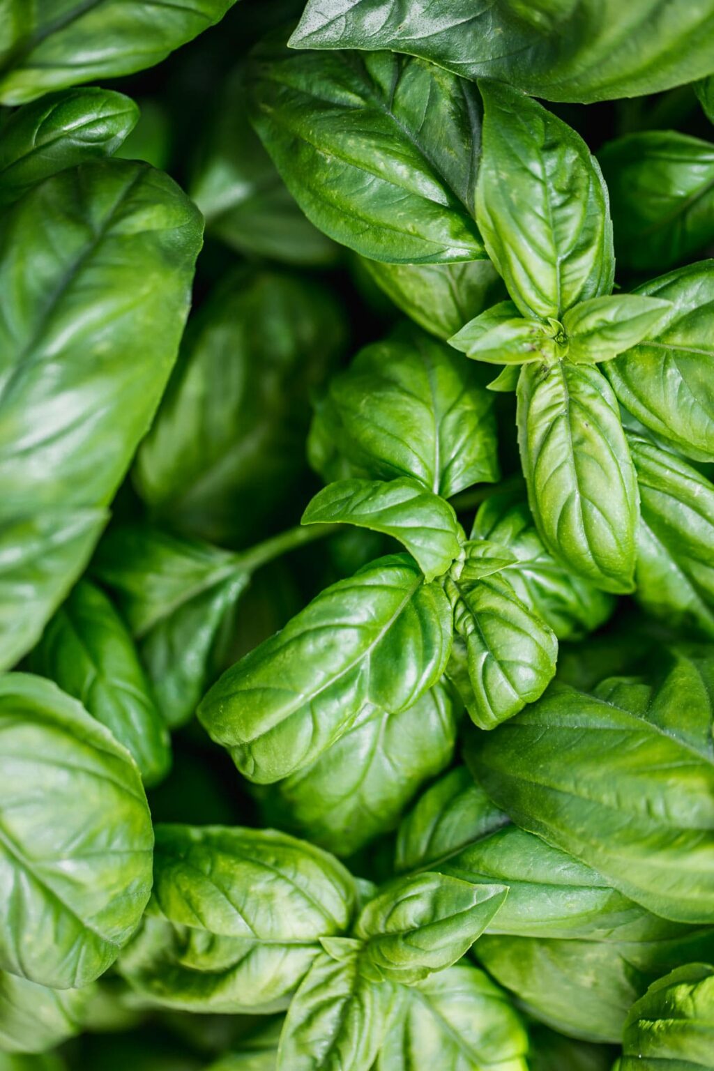 How to Grow Thriving Basil (How to Grow Basil in a Pot) - A Beautiful Plate