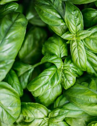 Fresh Basil