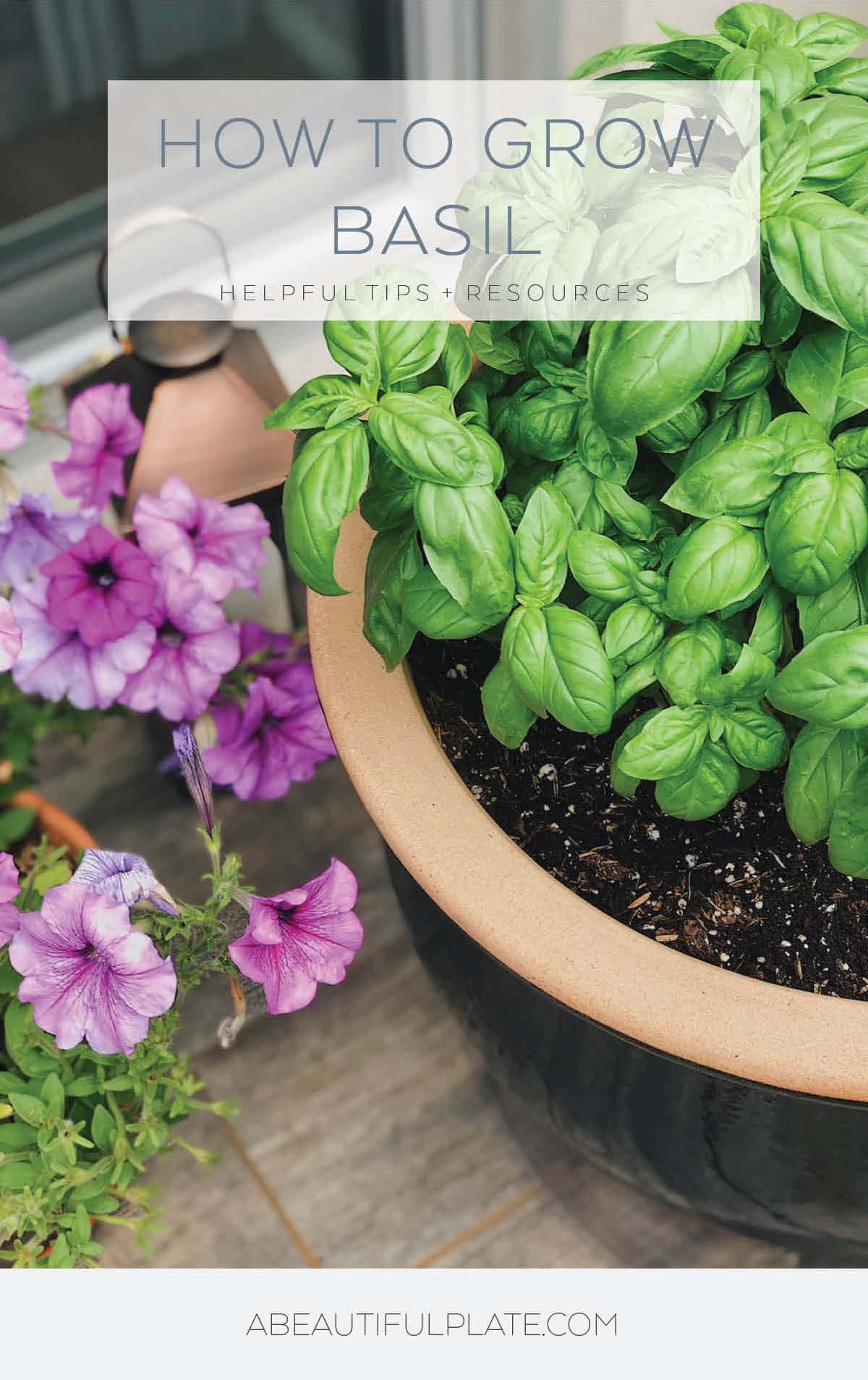How to Grow Basil (Tips, Resources, and How to Harvest) A Beautiful Plate