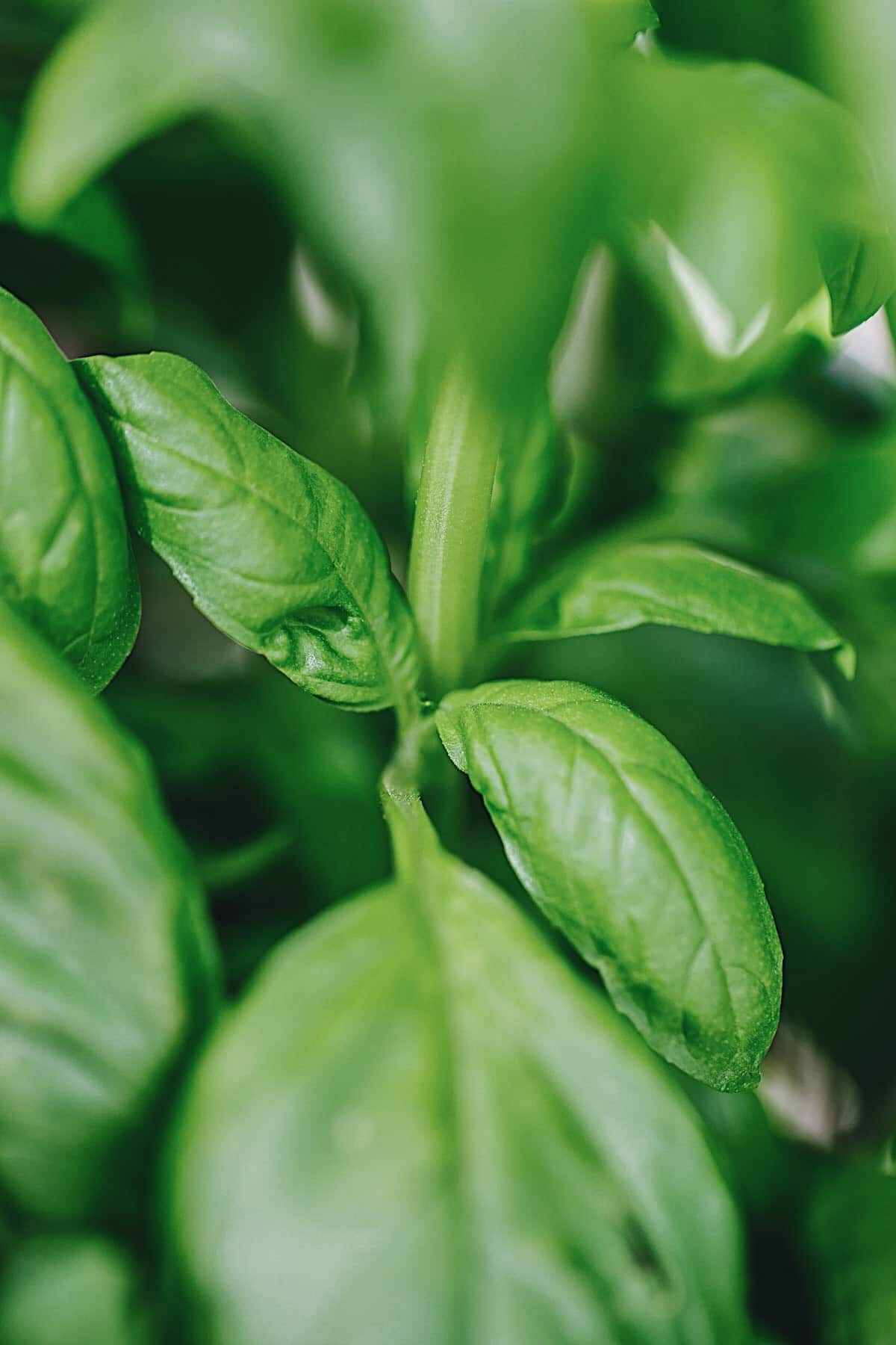 How to Grow Thriving Basil (How to Grow Basil in a Pot) A Beautiful Plate