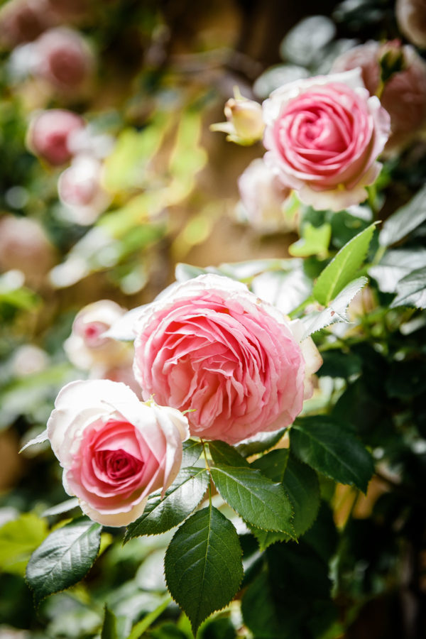 Pink Garden Roses