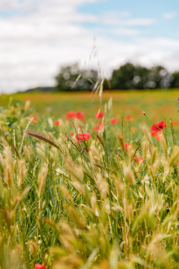 Red Poppies in Provence France