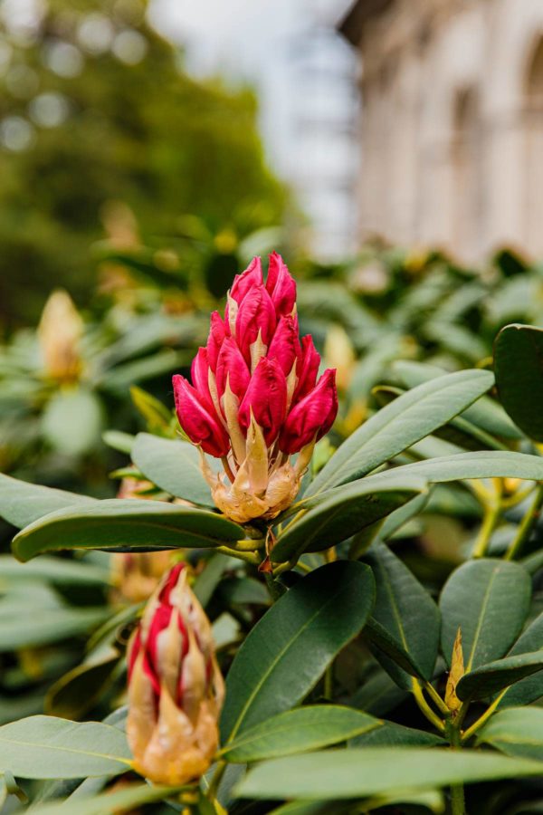 Prague Flowers