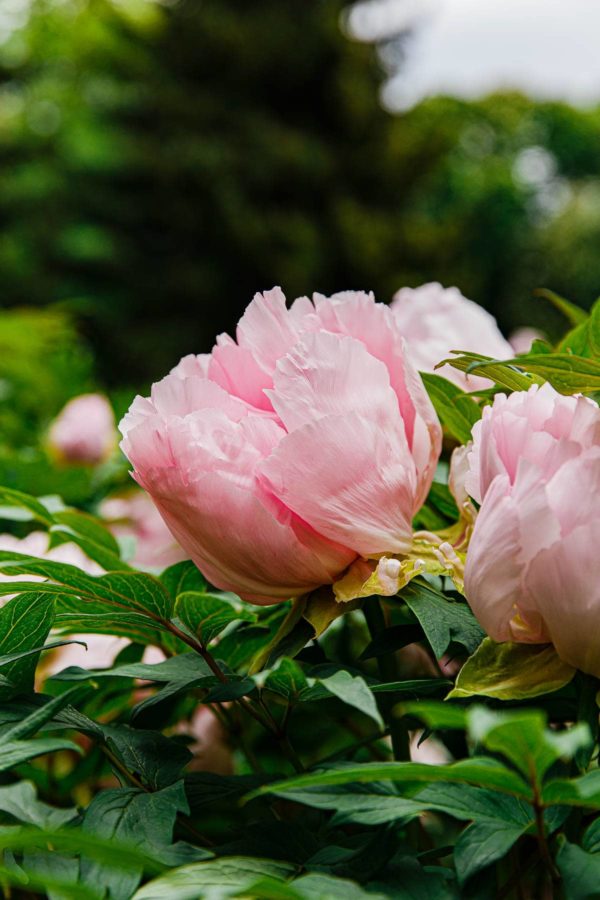 Peony