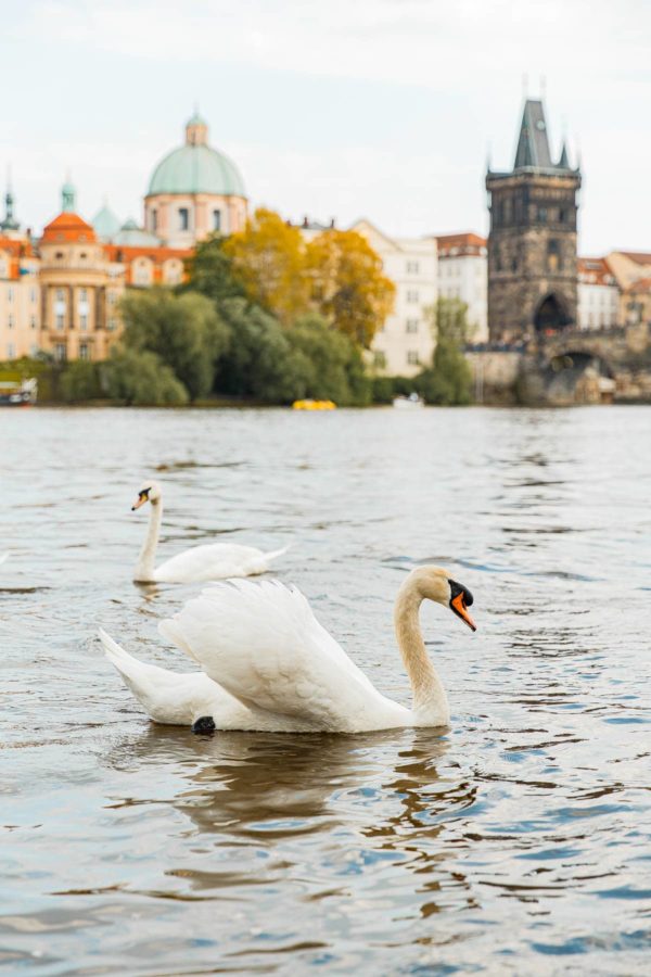 Swans on Vltava River Prague