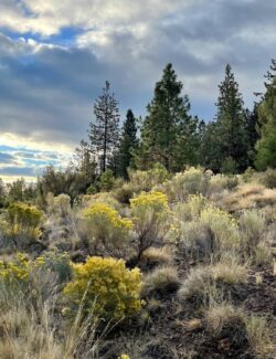 A Beautiful Plate Bend Oregon