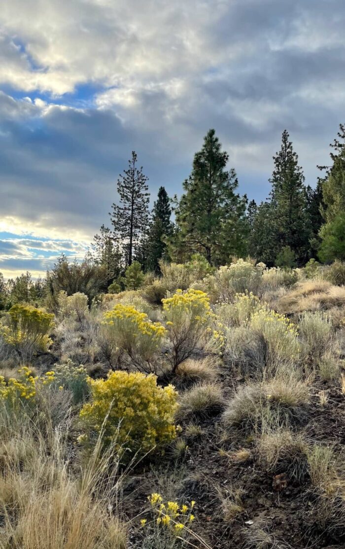 A Beautiful Plate Bend Oregon