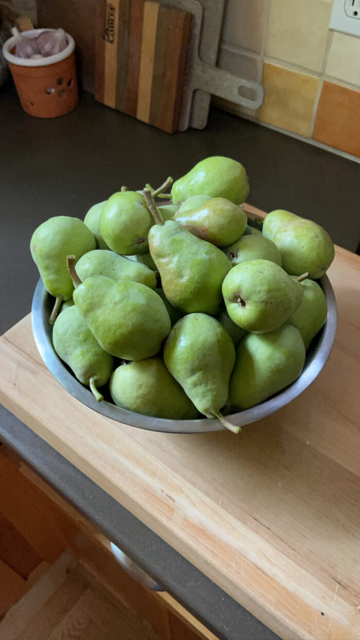 Bartlett Pears in Bowl